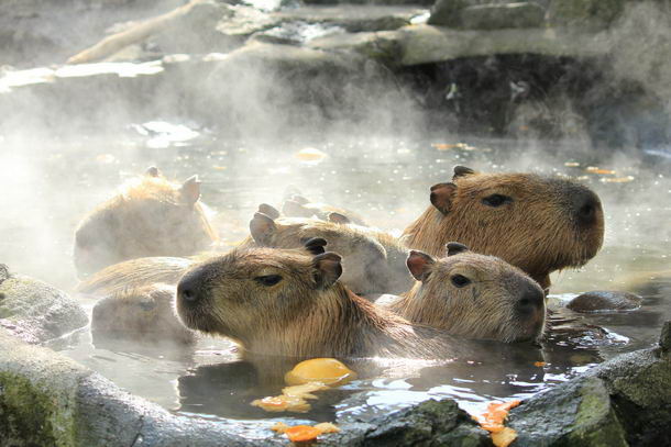 Capybaras-00
